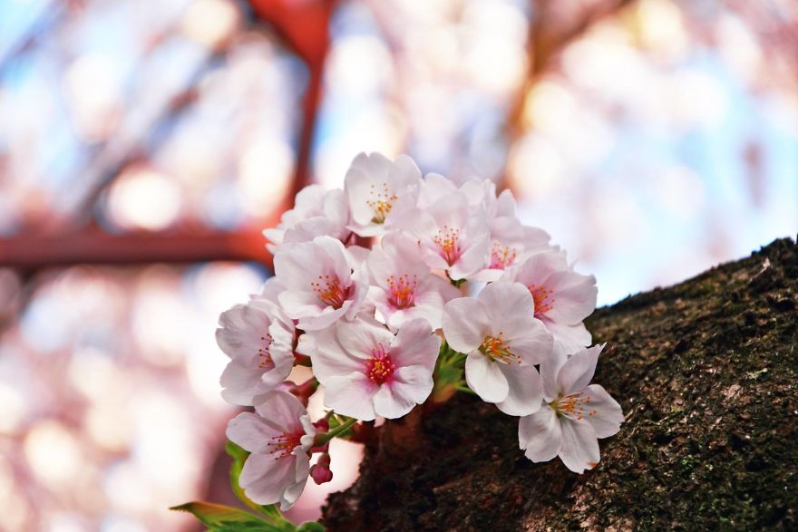 10+ Beautiful Cherry Blossoms In Tokyo