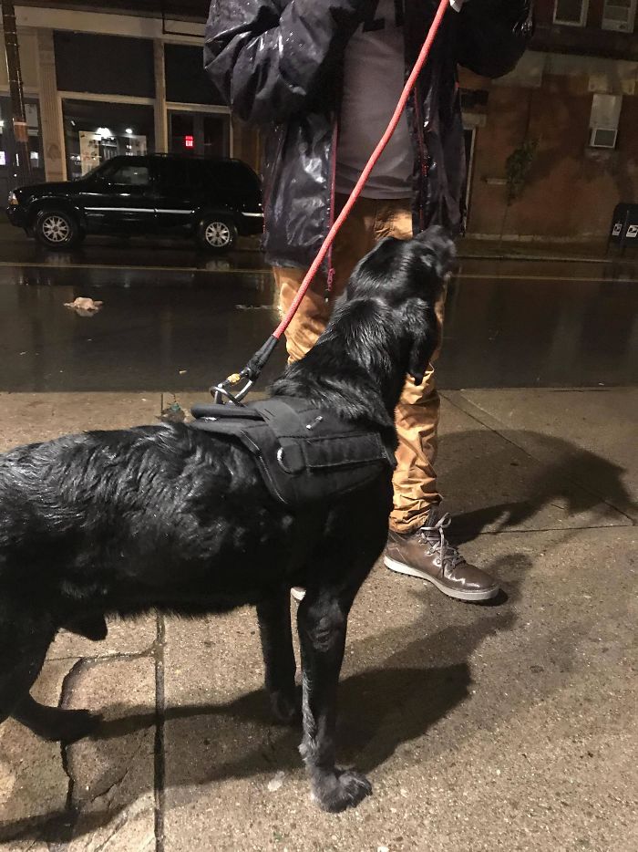 Terminally Sick Dog Insists On Taking A Walk At 1:30, Owner Knows Exactly Where To Take Him