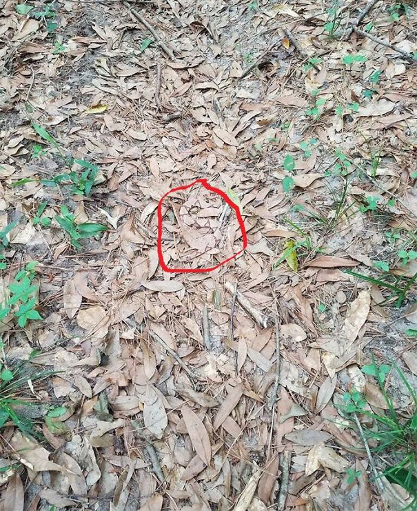 spotting-camouflage-snake-challenge-1-591884b9650ae.jpg