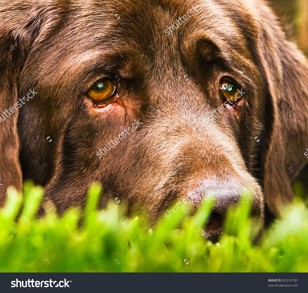 stock-photo-a-very-sad-dog-looks-like-he-is-thinking-of-his-girl-which-is-very-far-away-82314130-591b53babe0c3.jpg