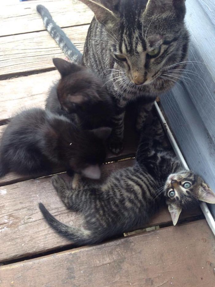 Father And Son Showed Some Love To A Stray Cat, Next Day She Came Back With A Surprise