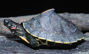 41 Endangered Turtle Species That You May Not Know Exist