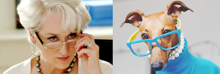 Who Wore It Better: Celebrity Dog Edition!