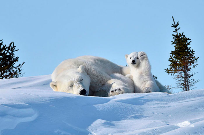 Polar Bear Cub Waves To Say ‘Hi’ To The Photographer, Inspires A Hilarious Photoshop Battle