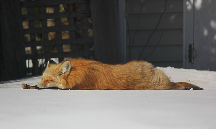 Meet Zorro The Fox Who Visits Me Every Day For The Last 3 Winters