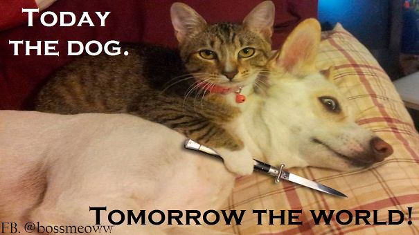 I Was Shocked When My Pets Told Me These Things..