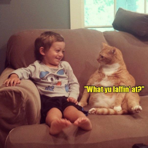 Just Another Cats Collection - Because Meow, That's Why!