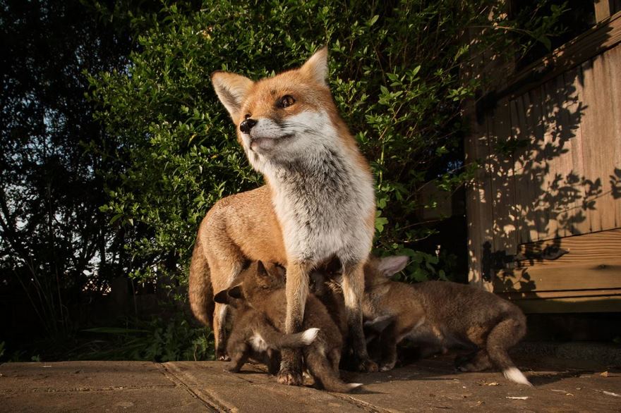 Red Fox, Bristol, Uk