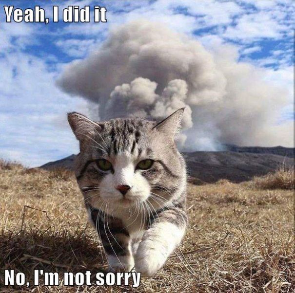Just Another Cats Collection - Because Meow, That's Why!