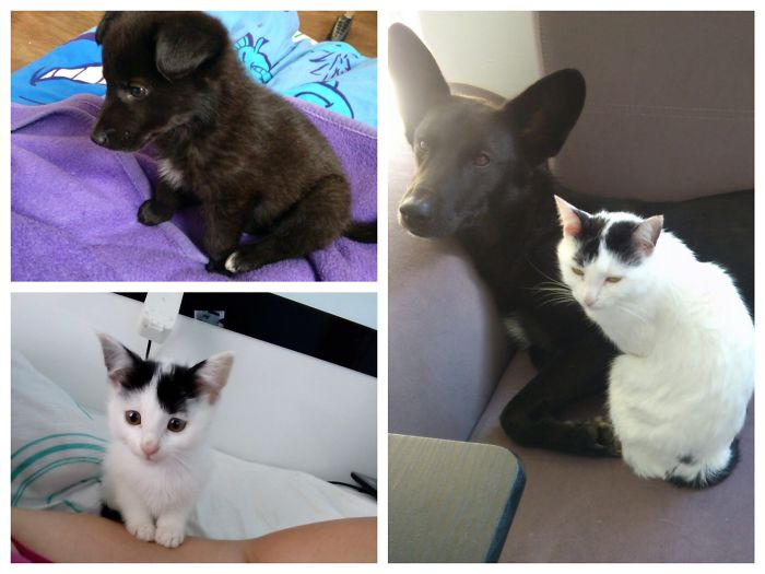 Moni And Miki On 2 Months And After 2 Years. Perfect Siblings! Yin And Yang/Black And White And White And Black