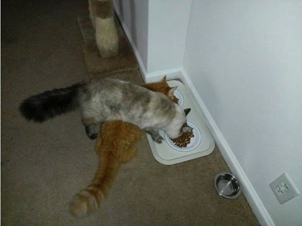 Just Another Cats Collection - Because Meow, That's Why!