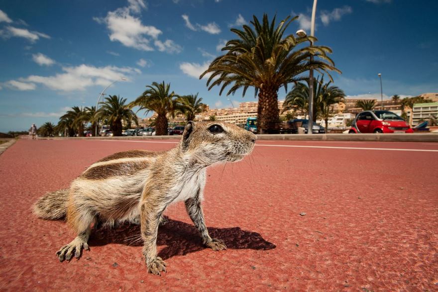 The Barbary Ground Squirrel, Canarian Island Of Fuerteventura