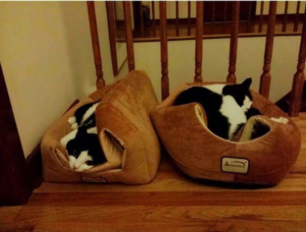 Just Another Cats Collection - Because Meow, That's Why!