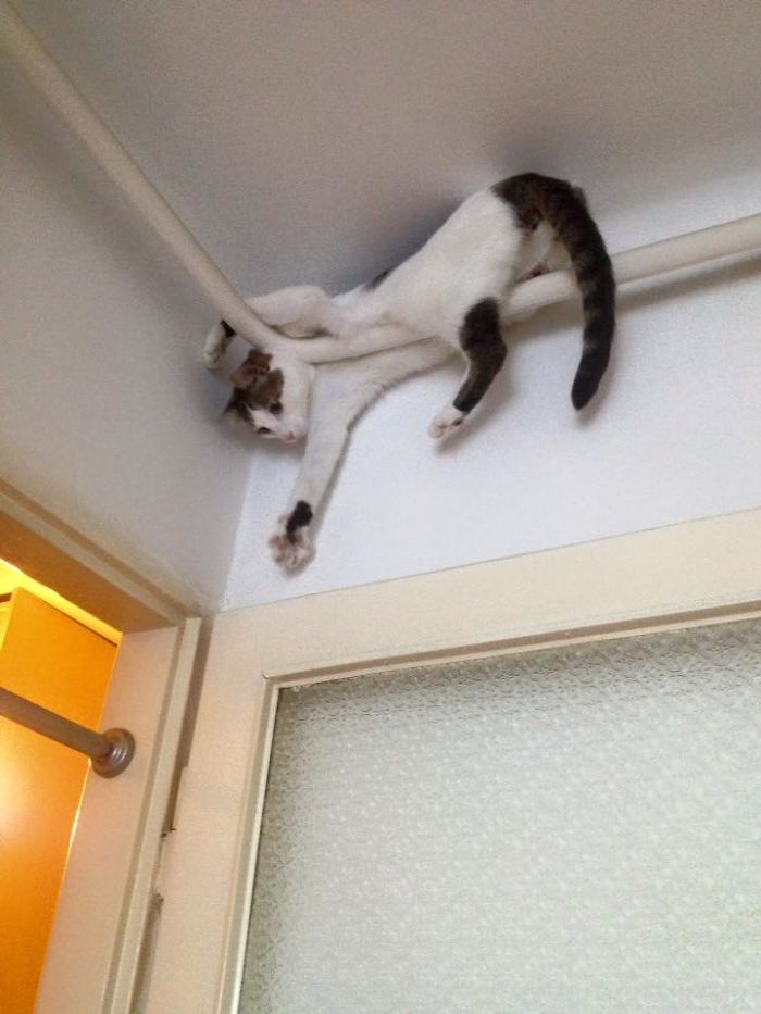 My Cat Karma Likes High Places, And He Couldn't Be Higher. He's Not Stuck, Just Casually Hanging Around