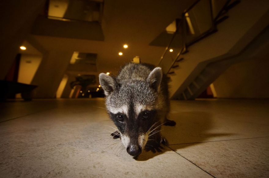 Raccoons, Yucatan, Mexico