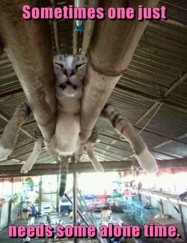 Just Another Cats Collection - Because Meow, That's Why!
