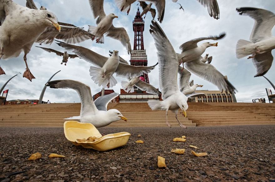 Gulls, Blackpool Seafront, Uk