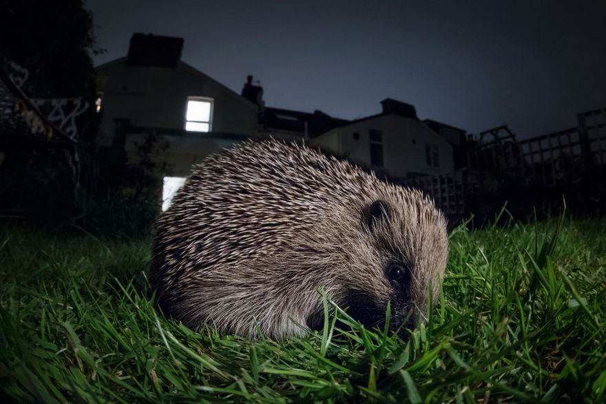 Hedgehog, Bristol, Uk