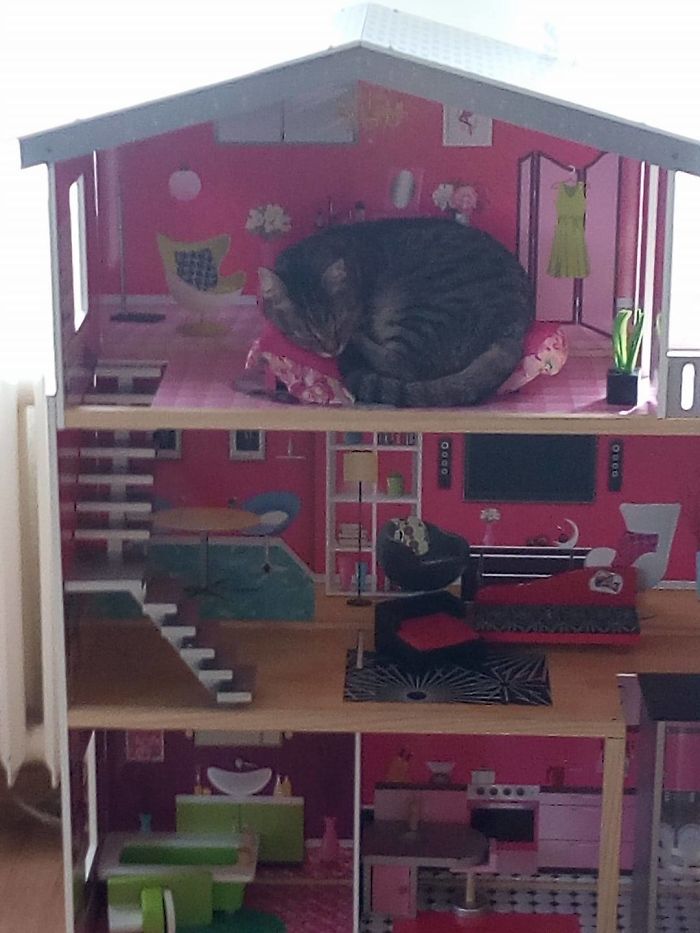 My Cat Like To Sleep In This Dollhouse