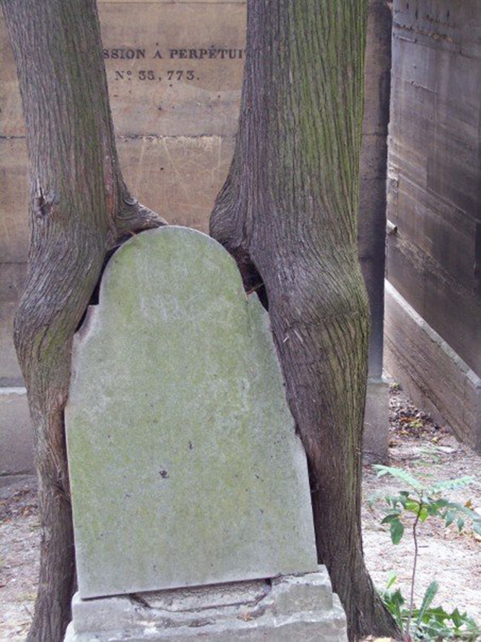 Two Trees Hugging (or Eating) A Tombstone.