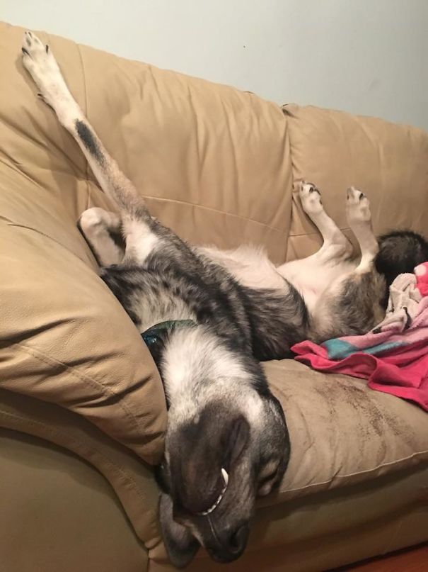 This Is How My Dog Sleeps...
