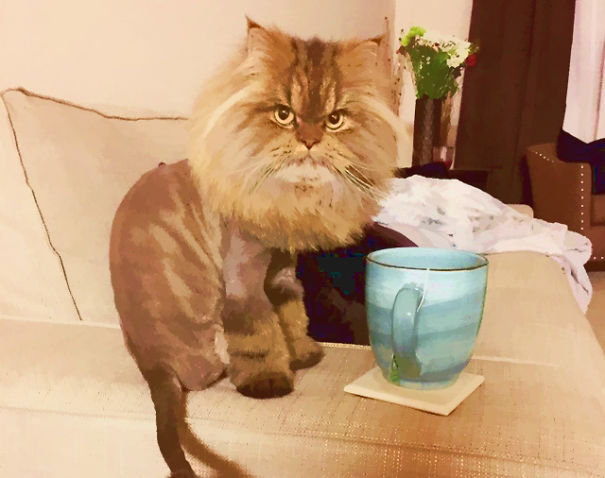 Kourtland Wissler - This Is The Most Interesting Cat In The World