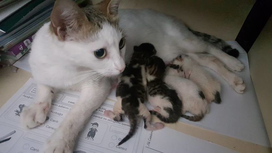 Teacher Transforms Classroom Into A Comfy Home-Like Place, Adopts Cats To Educate His Students Teacher Transforms Classroom Into A Comfy Home-Like Place, Adopts Cats To Educate His Students