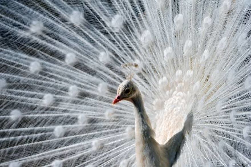20+ Beautiful Pictures Of White Peacocks