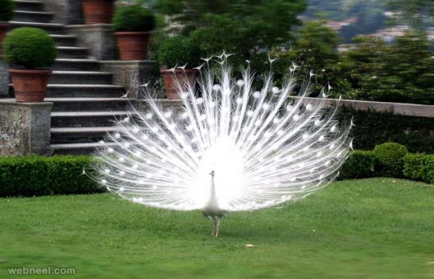 20+ Beautiful Pictures Of White Peacocks