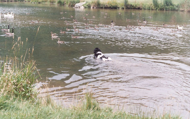 Calza The Newfoundland Trying To Catch Ducks By Swimming After Them,