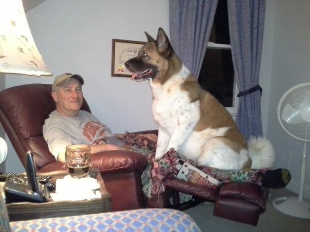 My Dad Coaxed Her Up There Once. Its Her Spot Now. He Can't See The Tv.