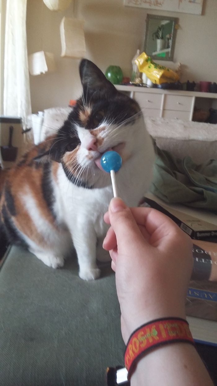 My Retardet Cat Licks On Everything For The Fun Of It, So I Tried With A Sour Lollipop. Was Good 👍