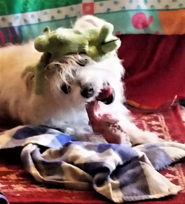 I Walked In To Find Little Rescue Bugsby Keeping His Bone On His Napkin With His 1st Toy, A Frog Balanced On His Head.
