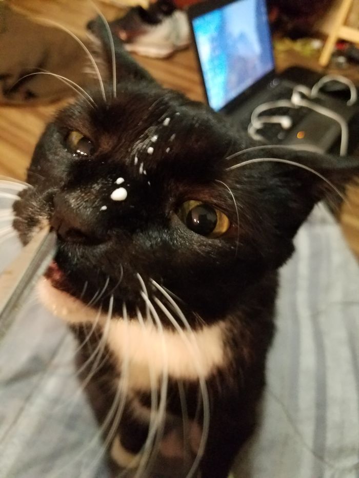 Fresh (lactose Free) Milk Moustache! He Demands To Sniff Everything I Have, Including Scissors.