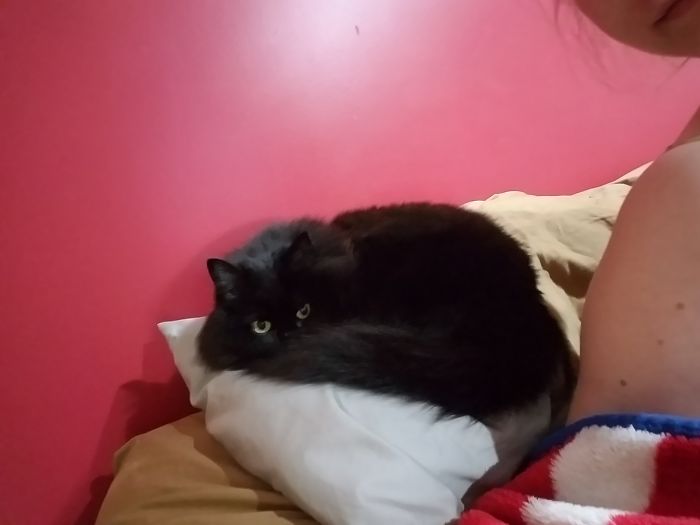 Ok, You Can Have My Pillow