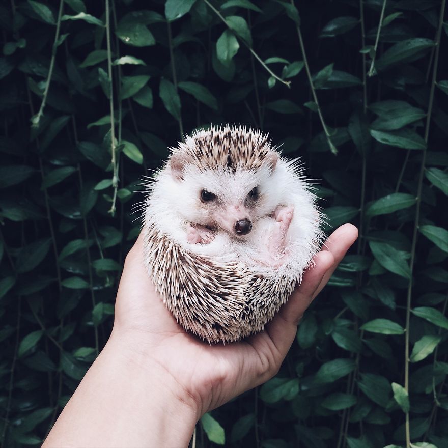 Pokey My First Hedgehog Pet