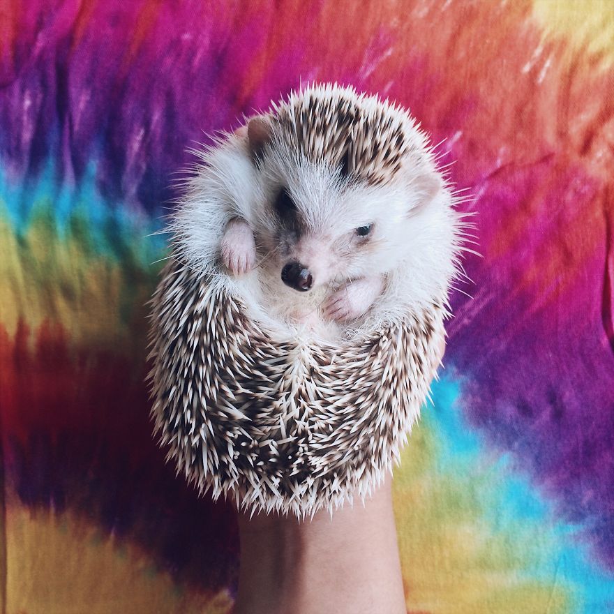 Pokey My First Hedgehog Pet