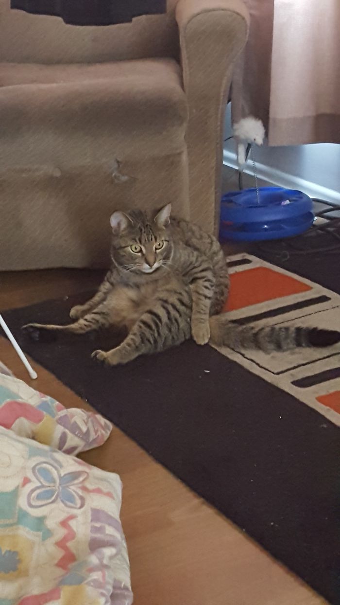 I Caught Him Sitting Like This. Not Entirely Sure What He's Doing But It's Making Me Uncomfortable....