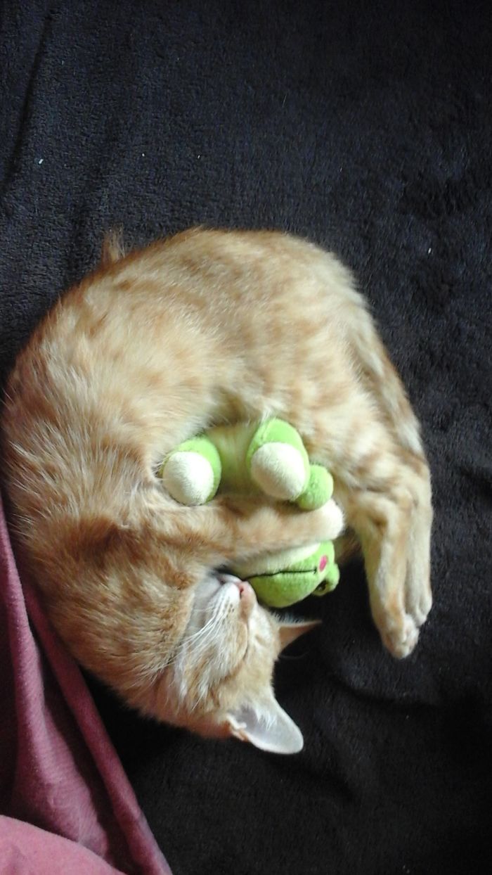 Ginger And Her Frog...
