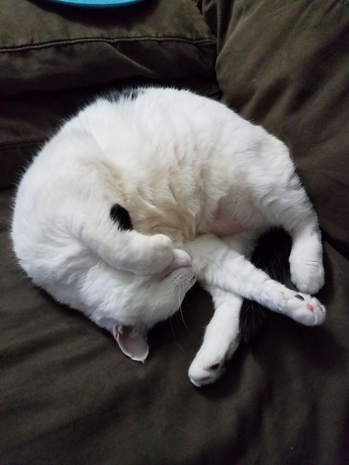 Yoga Kitty