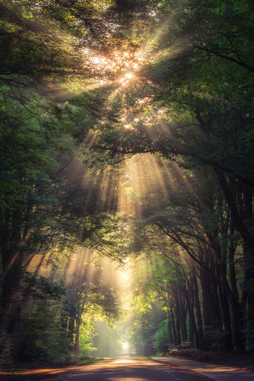Collection Of Amazing Sunrays In The Forest In The Netherlands