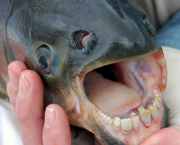 13 Strangest Animals That Will Totally Blow Your Mind