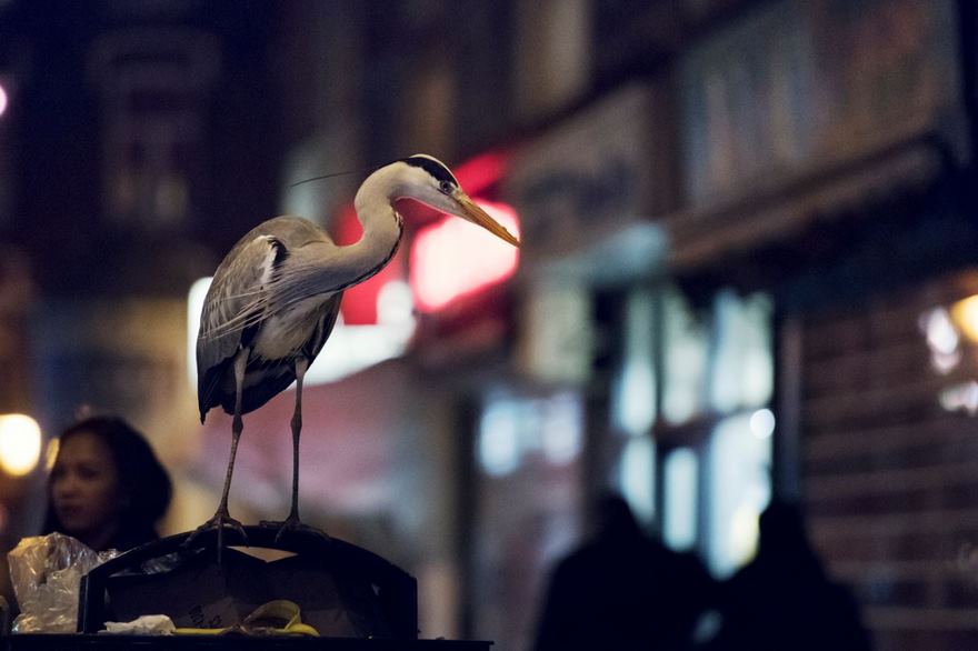 Night Heron, Amsterdam, Netherlands
