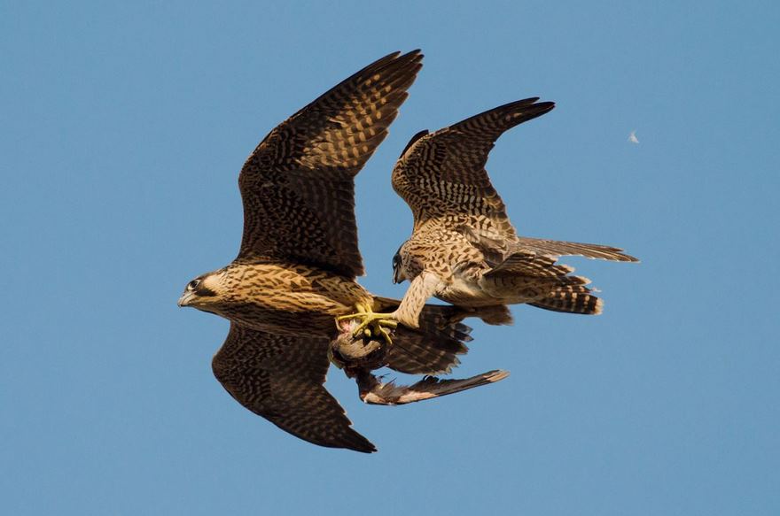 Juvenile Female And Male Peregrine Falcons, Bristol, Uk