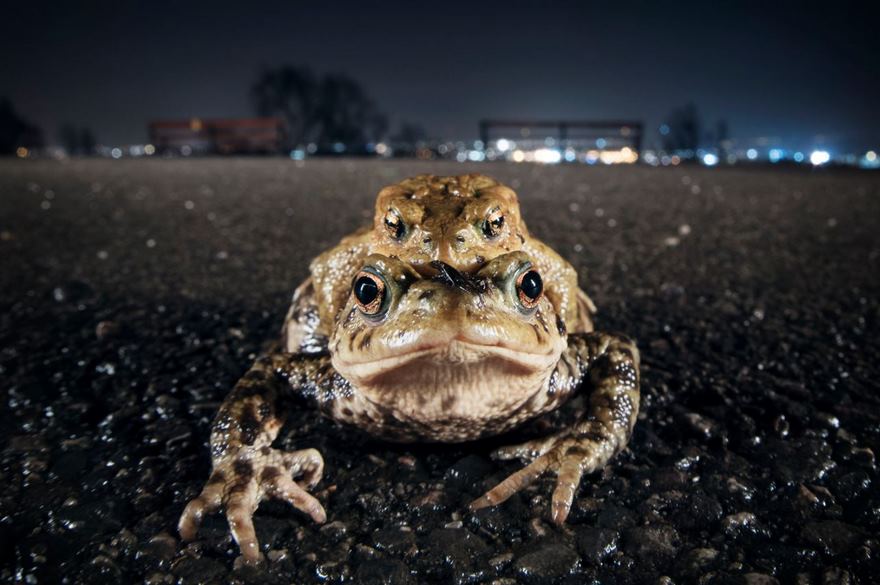 Toad On The Road, Bristol, Uk