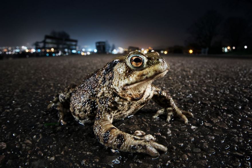 Toad On The Road, Bristol, Uk