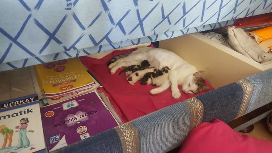 Teacher Transforms Classroom Into A Comfy Home-Like Place, Adopts Cats To Educate His Students Teacher Transforms Classroom Into A Comfy Home-Like Place, Adopts Cats To Educate His Students