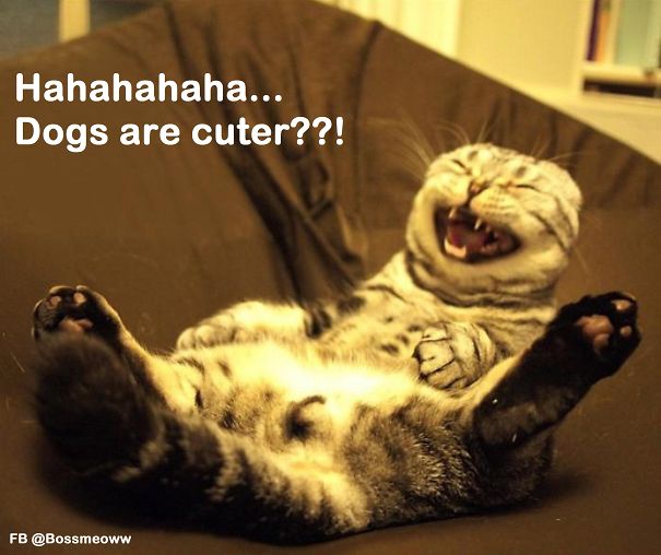 I Was Shocked When My Pets Told Me These Things..