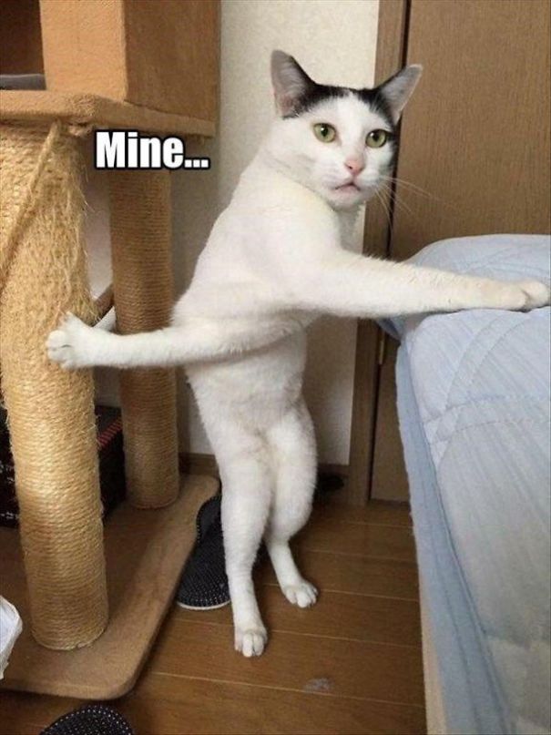 Just Another Cats Collection - Because Meow, That's Why!