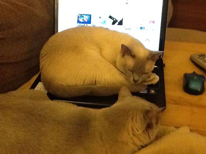 Mischa Loves Sleeping On My Laptop! I Put It Down For A Minute And When I Returned I Found Her Curled Up Sound Asleep On It.